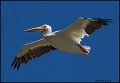 _0SB4940 american white pelican